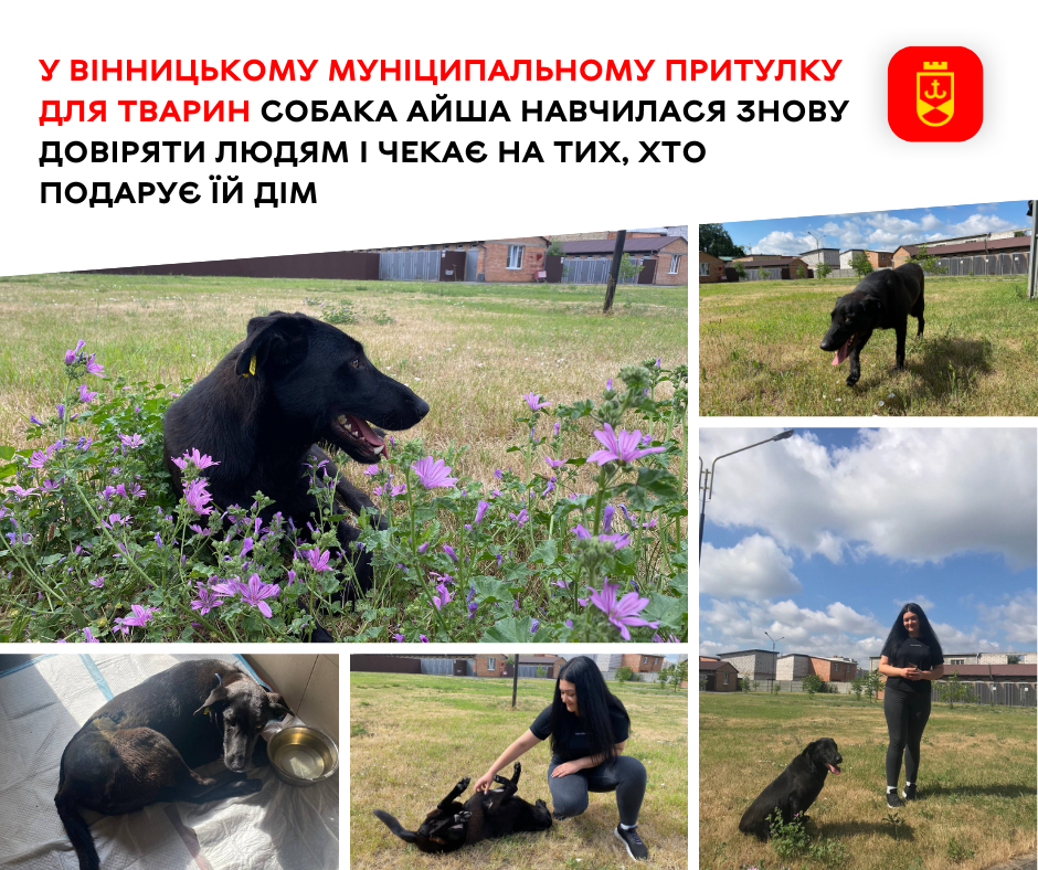 У Вінницькому муніципальному притулку для тварин собака Айша навчилася знову довіряти людям і чекає на тих, хто подарує їй дім